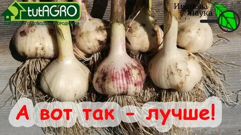 Нужно ли мыть чеснок