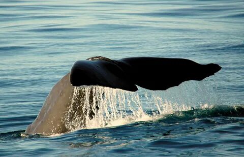 whale, publicdomain, newzealand, vertebrate, whale, dolphin, spermwhale, wh...
