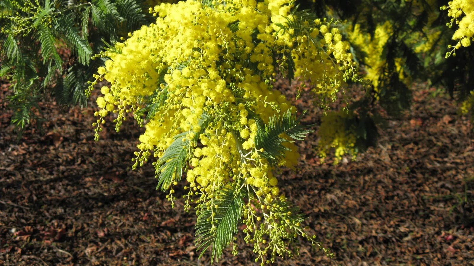 Акация пальмовидная. Мимоза Acacia dealbata. Акация серебристая (Acacia dealbata). Акация Мимоза саженцы.