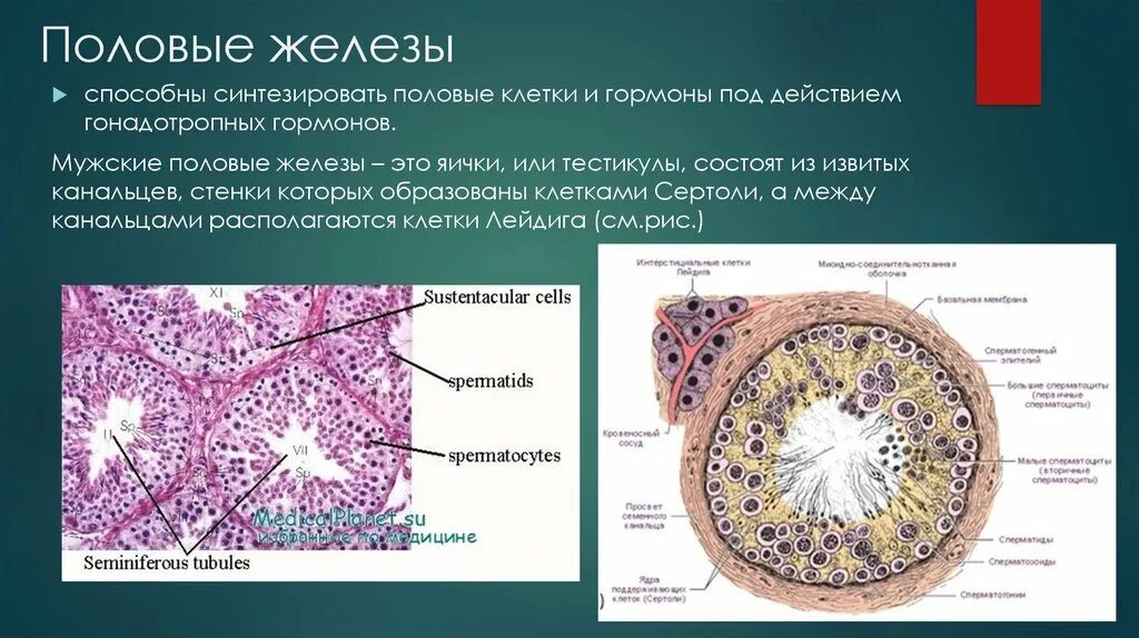 Семенники животных. Членистоногие мальпигиевы сосуды. Каракатица строение тела. Половая система насекомых строение. Строение гормонов половых желез.