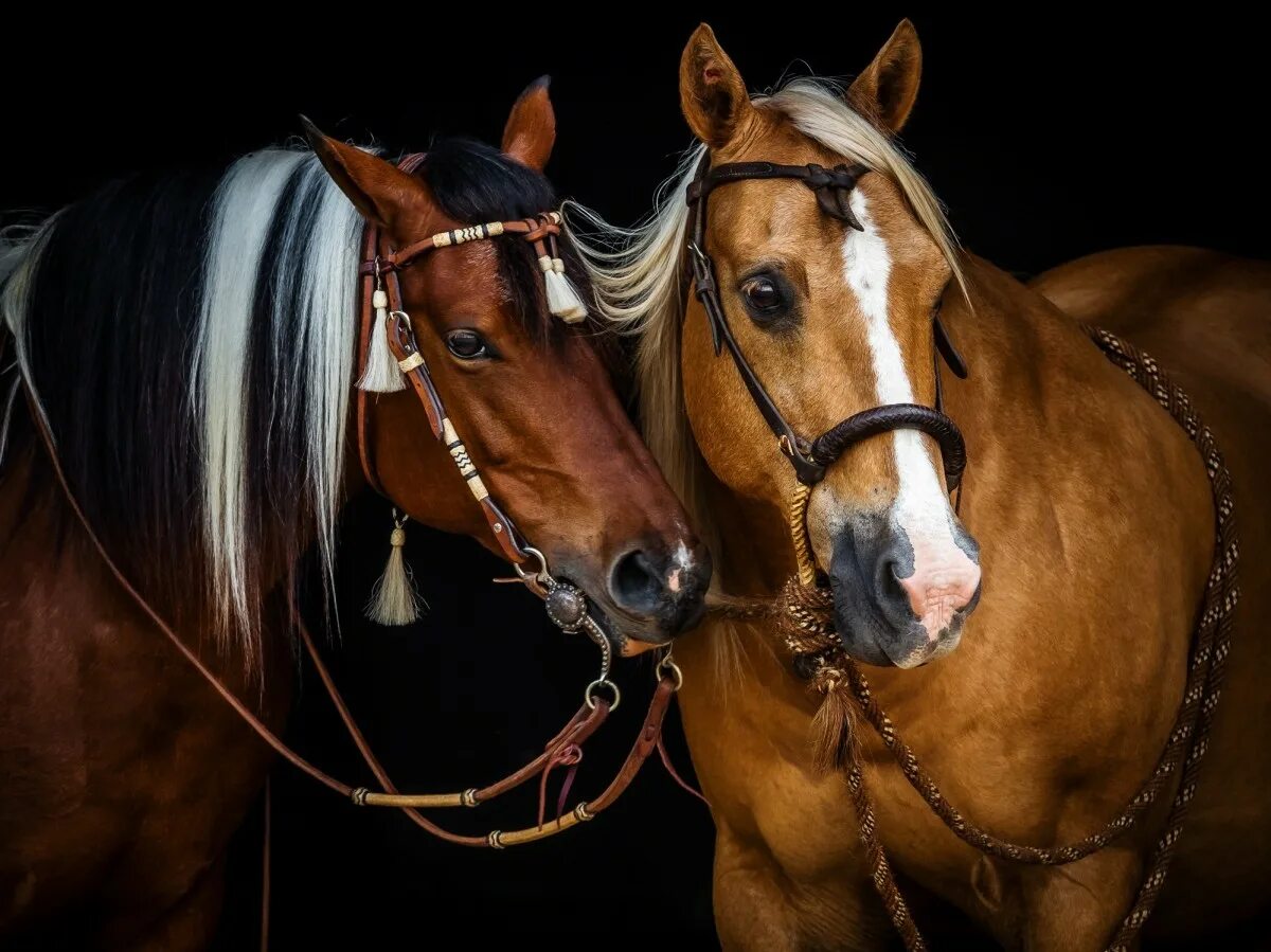 Пара лошадей. Красивые лошади. Две лошади. Красивый конь. Two horse