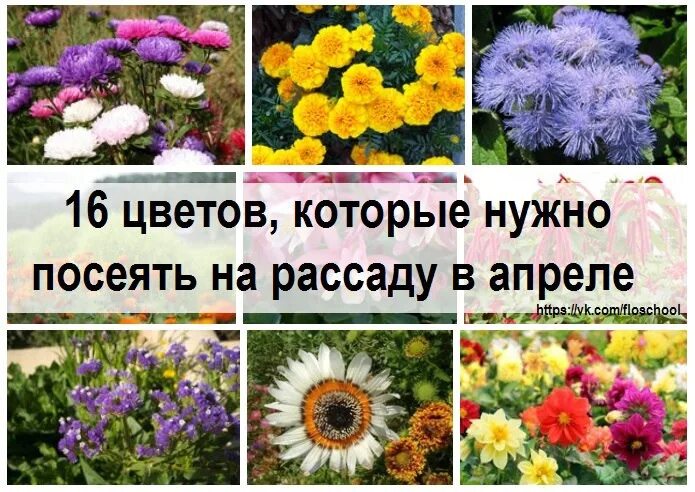 Какие цветы сеять на рассаду в апреле. Цветы на рассаду в апреле. Цветы которые можно посеять в мае. Какие цветы нужно сеять в апреле. Какие растения надо сеять в июле.