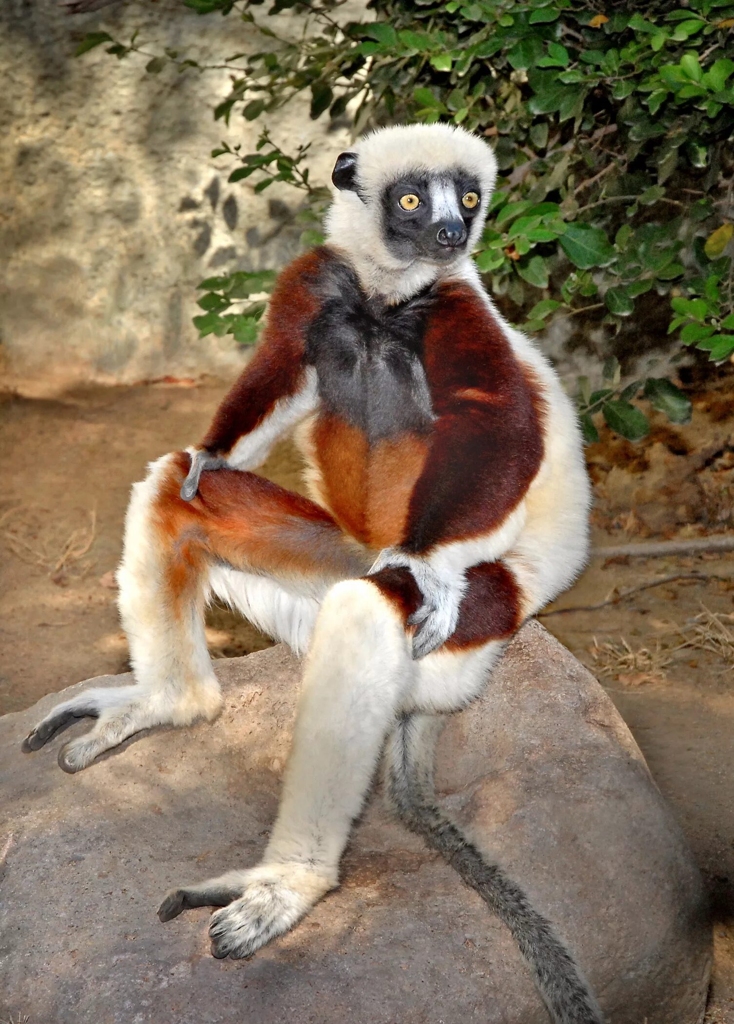 ирбис (снежный барс) uncia uncia. какое животное на 1 месте. какое животное называют хозяином тайги. много зверей. сумчатые кенгуру в австралии.