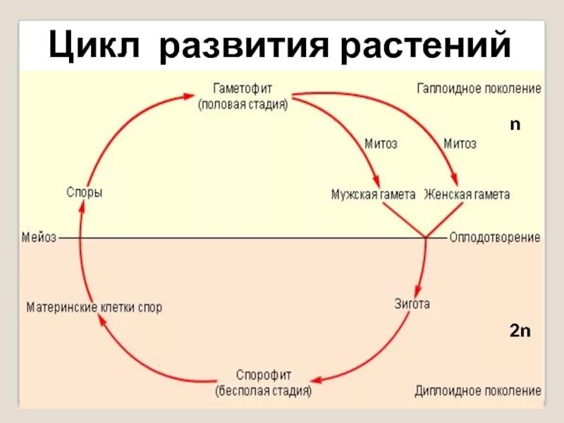 Цикл развития высших растений схема. Жизненный цикл высших споровых растений. Циклы развития высших споровых растений. Жизненный цикл высших споровых растений схема. Жизненные циклы высших споровых