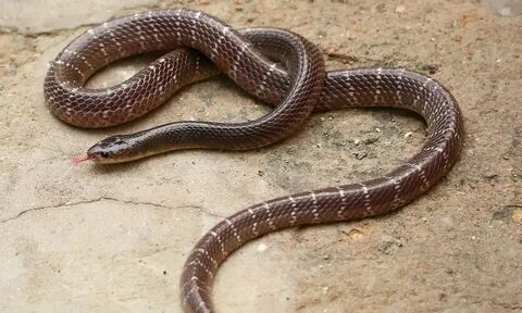Snake bit