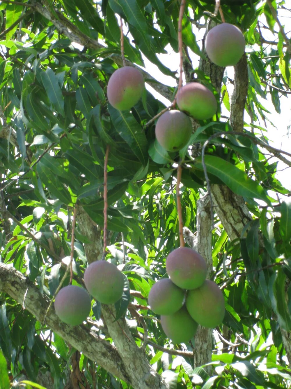 Какой фрукт растет в сочи манго. Манго фрукт дерево. Манговое дерево с плодами. Дерево манго в природе. Дерево манго с плодами.
