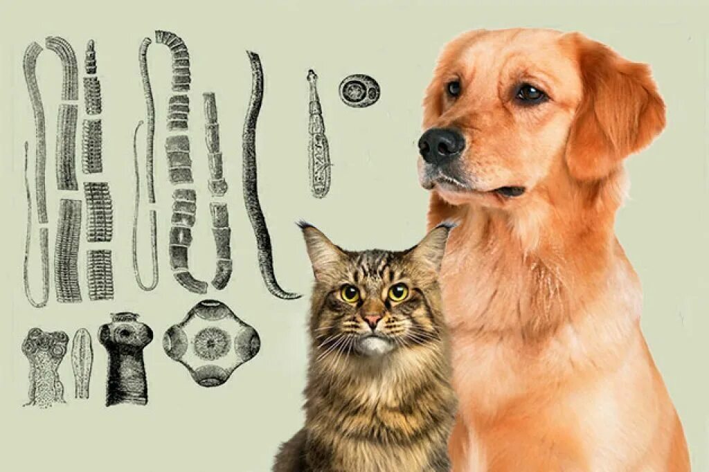 Токсокароз цикл развития паразита. Инвазия у собак. Жизненный цикл глистов у собаки. Инвазия у собак. Инвазия у собак.