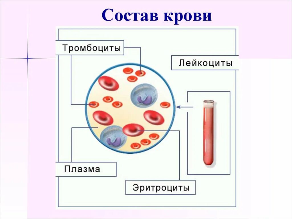 Кровь строение рисунок. Клетки крови эритроциты лейкоциты тромбоциты рисунок. Схема кровь плазма кровяные клетки. Схема строения состава крови. Строение клетки крови человека рисунок.