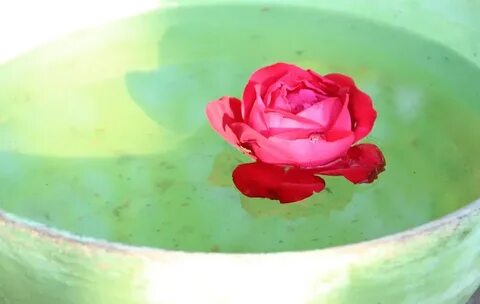 Какую воду для цветов