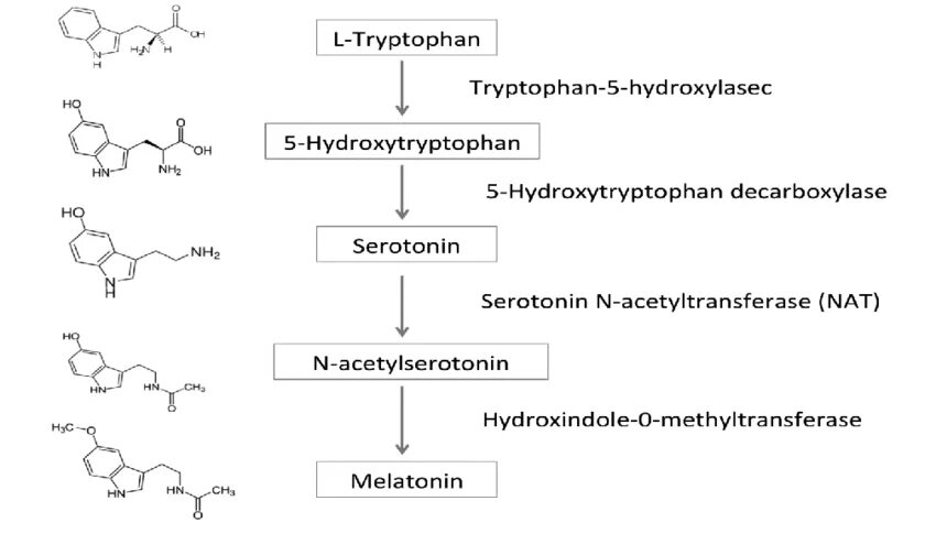 Синтез мелатонина. Образование мелатонина из триптофана. Синтез мелатонина из триптофана. Биосинтез гормонов триптофана. Синтез серотонина из триптофана биохимия.