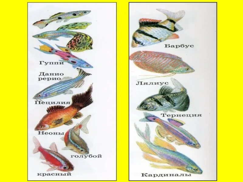 Аквариумные рыбки с названиями для детей. Аквариумные рыбы названия. Аквариумные рыбки рисунки и названия. Аквариумные рыбы для детей с названиями. Аквариумные рыбы для детей
