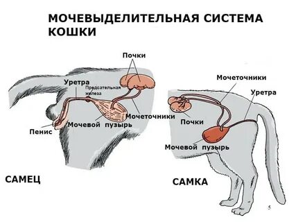 Половая система собак