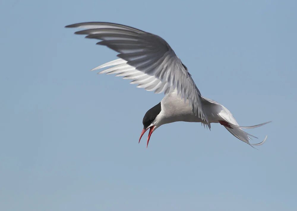 сокол пустельга в полете. катрин свобода птицы. пересмешник птица. краснокрылый дрозд крылья. пустельга полет.