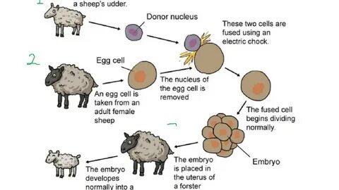 Cloning into