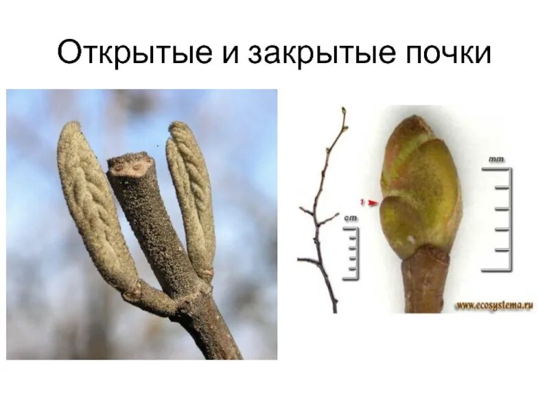 Органы растений: побег и листья