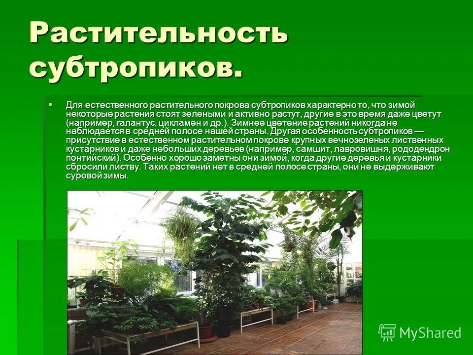 зонаросси субтропики растения. кипарис вечнозеленый хвоя. растения субтропиков россии. магнолии в субтропиках. растительность черноморского побережья кавказа.
