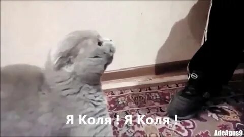 Видео колю
