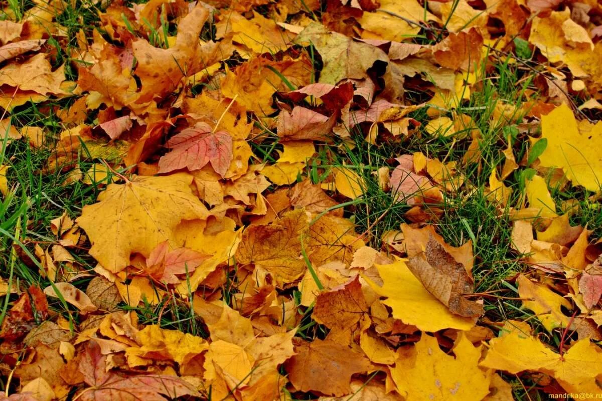 Ковер из листьев какой. Ковер из осенних листьев. Ковер из пестрых листьев. Осенний коврик из листьев. Ковер из листьев на белом фоне.