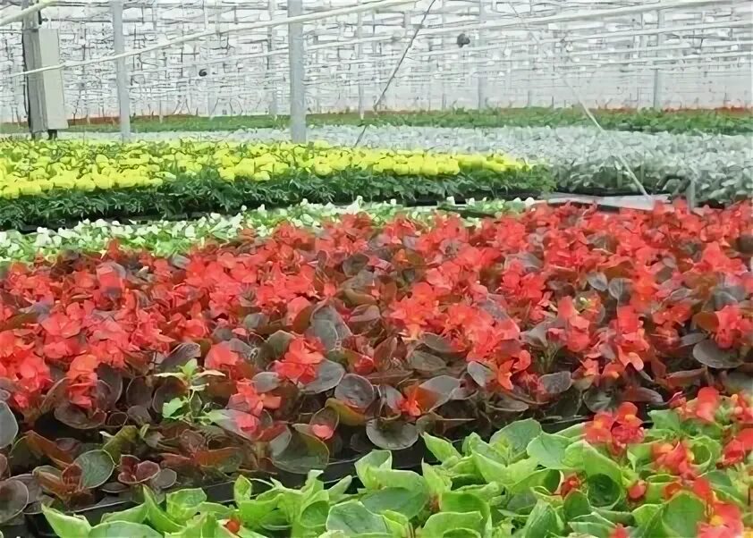 Егорьевский тепличный комбинат. Тепличная минск фото. Парниковый комбинат минск. Минский парниково-тепличный комбинат. Парниковый комбинат минск.