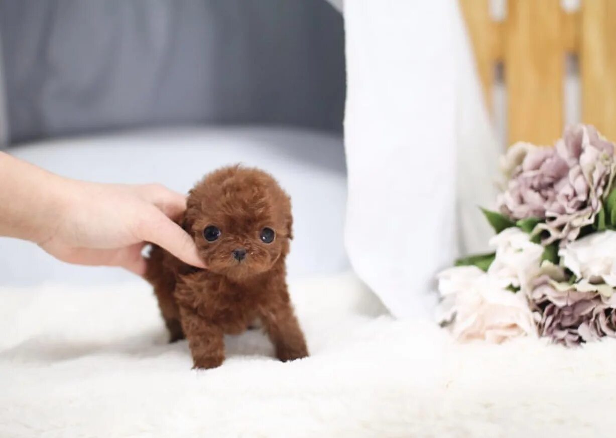 Той пудель тикап микро. Той пудель тикап. Ти кап. Порода тикап пудель. Teacup teddy poodle (тикап тедди).