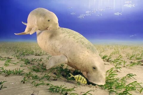 Морская корова оренбург