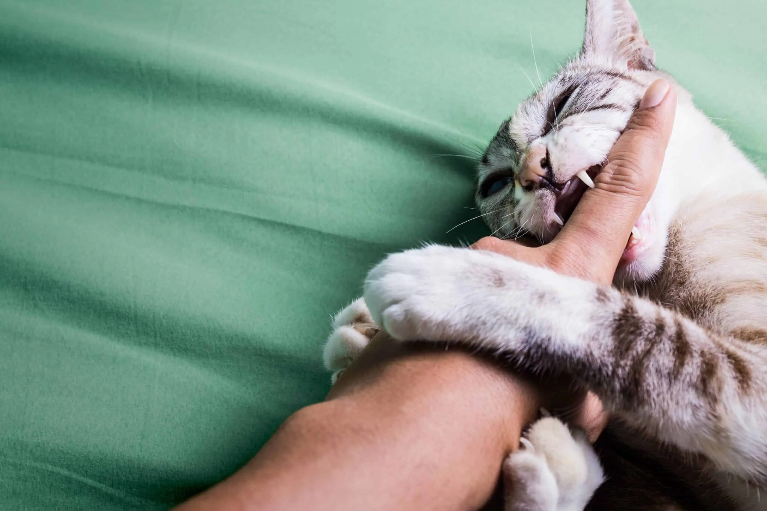 Cat bite