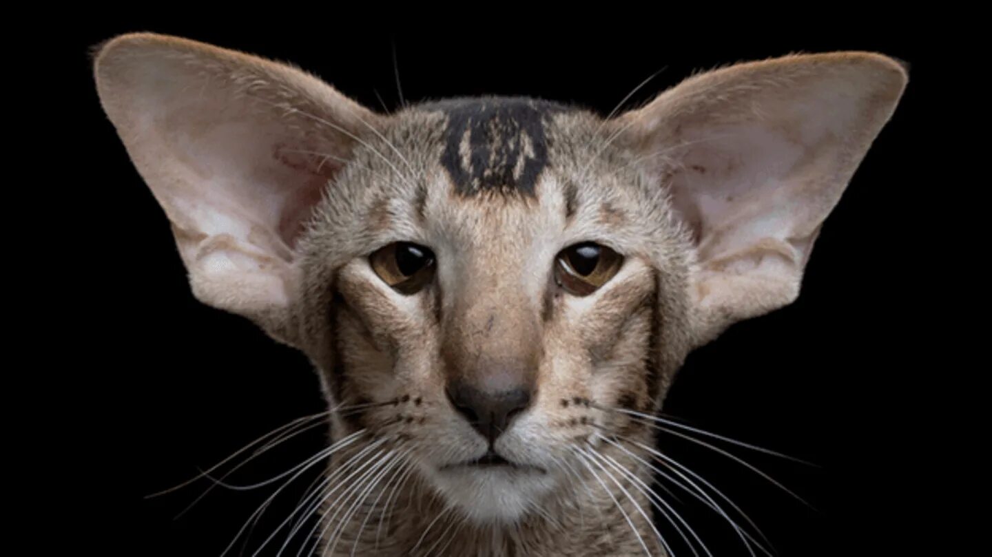 Экстремальный кот. Кошка экстремальный ориентал. Ориентальная кошка экстрим. Ориентальная кошка. Порода кошек ориентал.