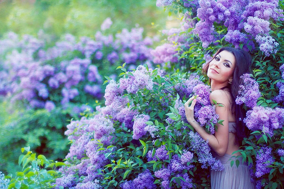 сиреневый рай картинки. фиолетовый рай картинки. цветы сиреневый рай. фотосет в сирени. сиреневый рай фото.