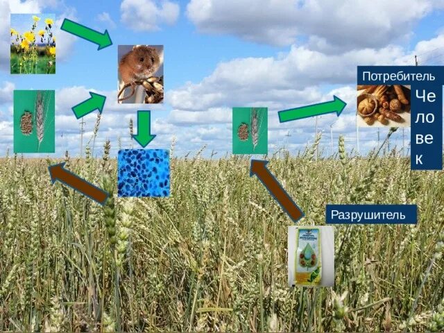 Экосистема поля. Экосистема пшеничного поля. Экосистема поля схема. Природная экосистема поле.