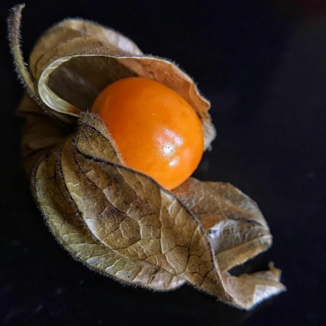 Физалиса ягоды. Физалис съедобный. Физалис паслёновые. Физалис земляничный. Лис физалис.