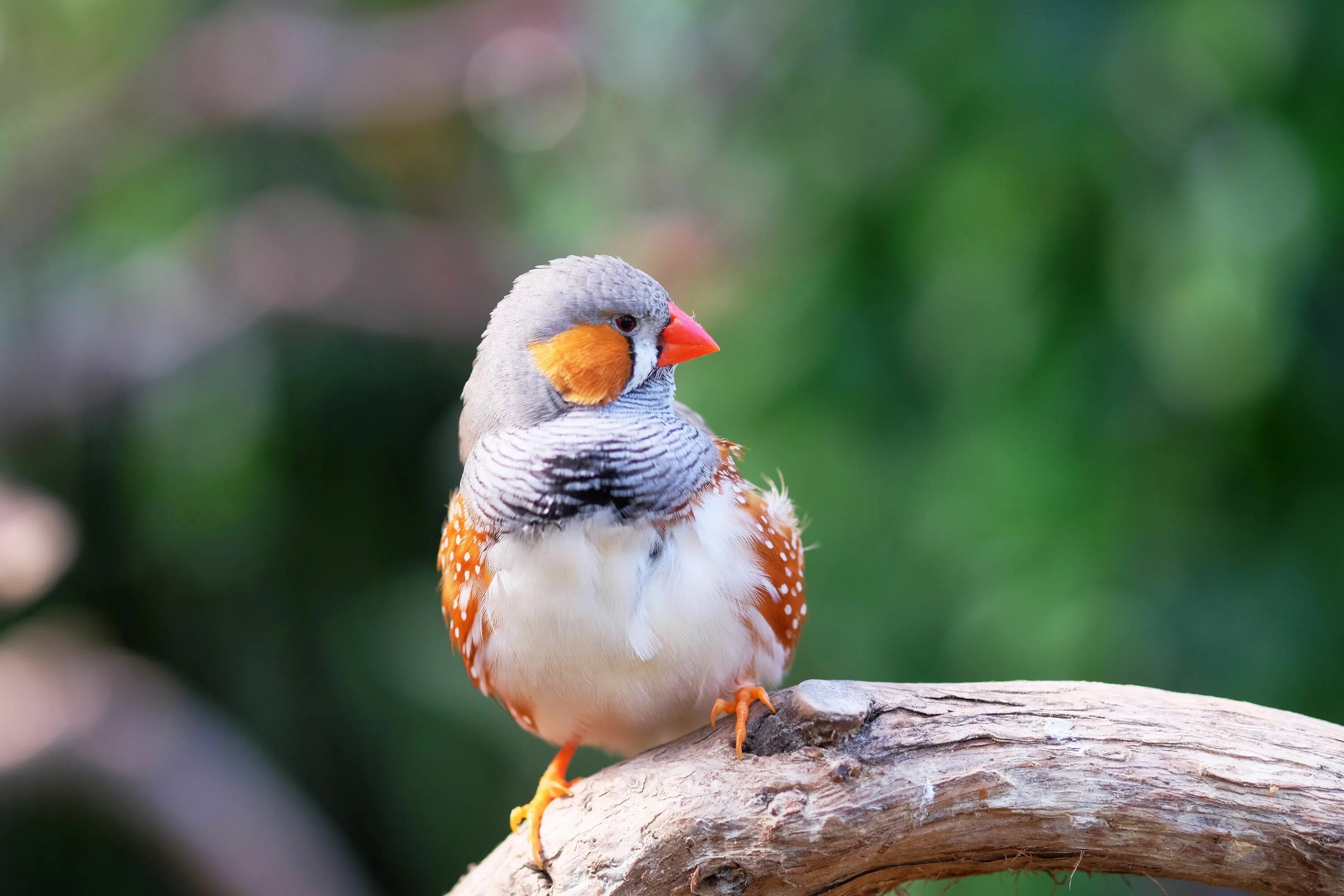 Fin h. Зебровые амадины. амадин птица. zebra finch птица. зебровые амадины пингвин.