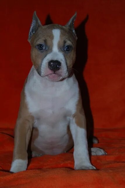 стаффордширский терьер тигровый купирование. американский стаффордширский терьер (амстафф). амстафф уши купированные. стаффордширский терьер купирование. стаффордширский терьер некупированный.