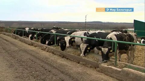 Белгородская область хозяйство