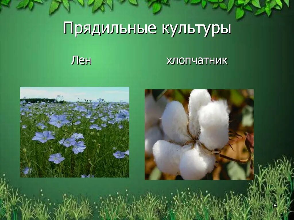 Какая культура относится к прядильным. Прядильные: хлопчатник, лён.. Кормовые культуры и прядильные культуры. Прядильные культуры на Урале. Прядильные растения 2 класс окружающий.