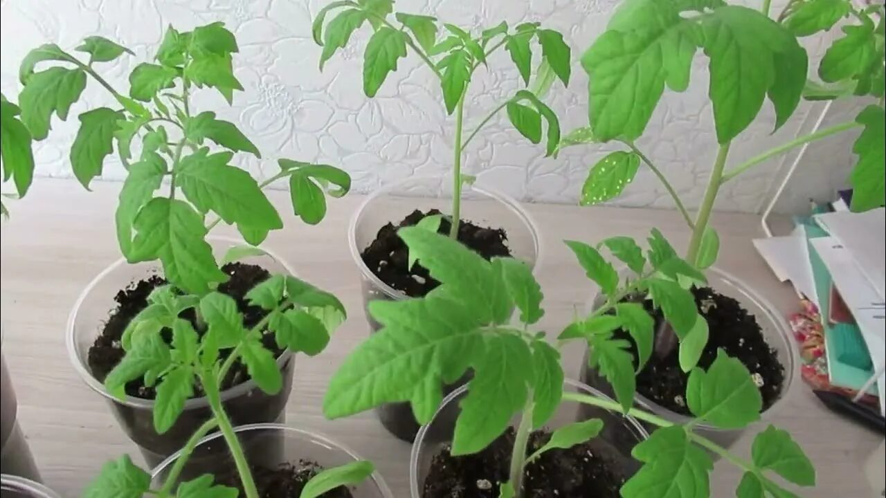 Чтобы рассада томатов была толстенькой. Рассада томата карнобнль. всходы томатов. болеет рассада помидор. правильная рассада томатов.