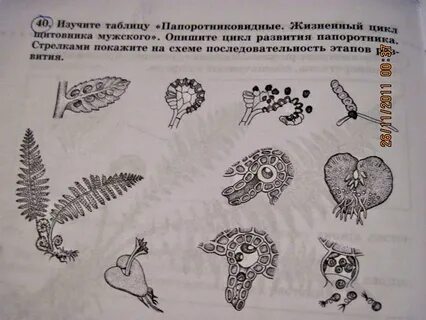 Изучите таблицу особенности строения