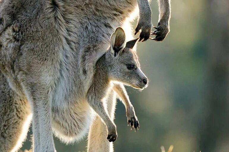 Класс млекопитающие. Забота о млекопитающих. Млекопитающие с детенышами. Непослушный львенок. Непослушный львенок.