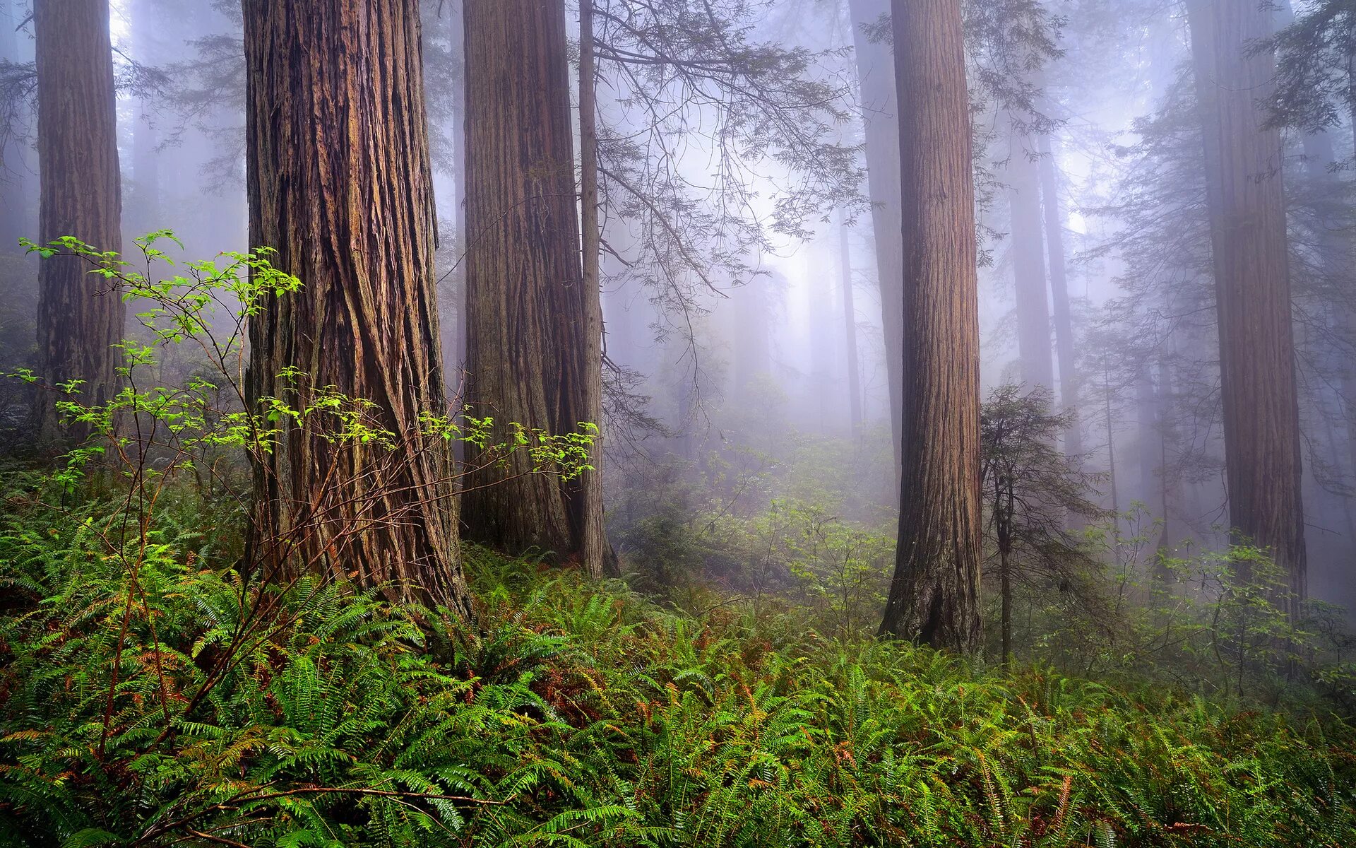P forest