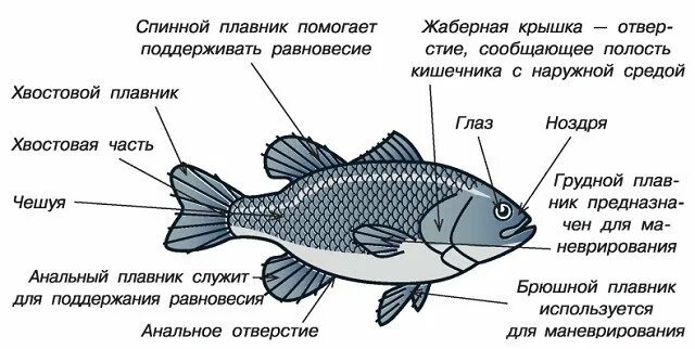 Спинной плавник у рыб. Внешнее строение аквариумной рыбы. Внешнее строение аквариумных рыбок. Плавники рыб функции. Строение плавников рыб.