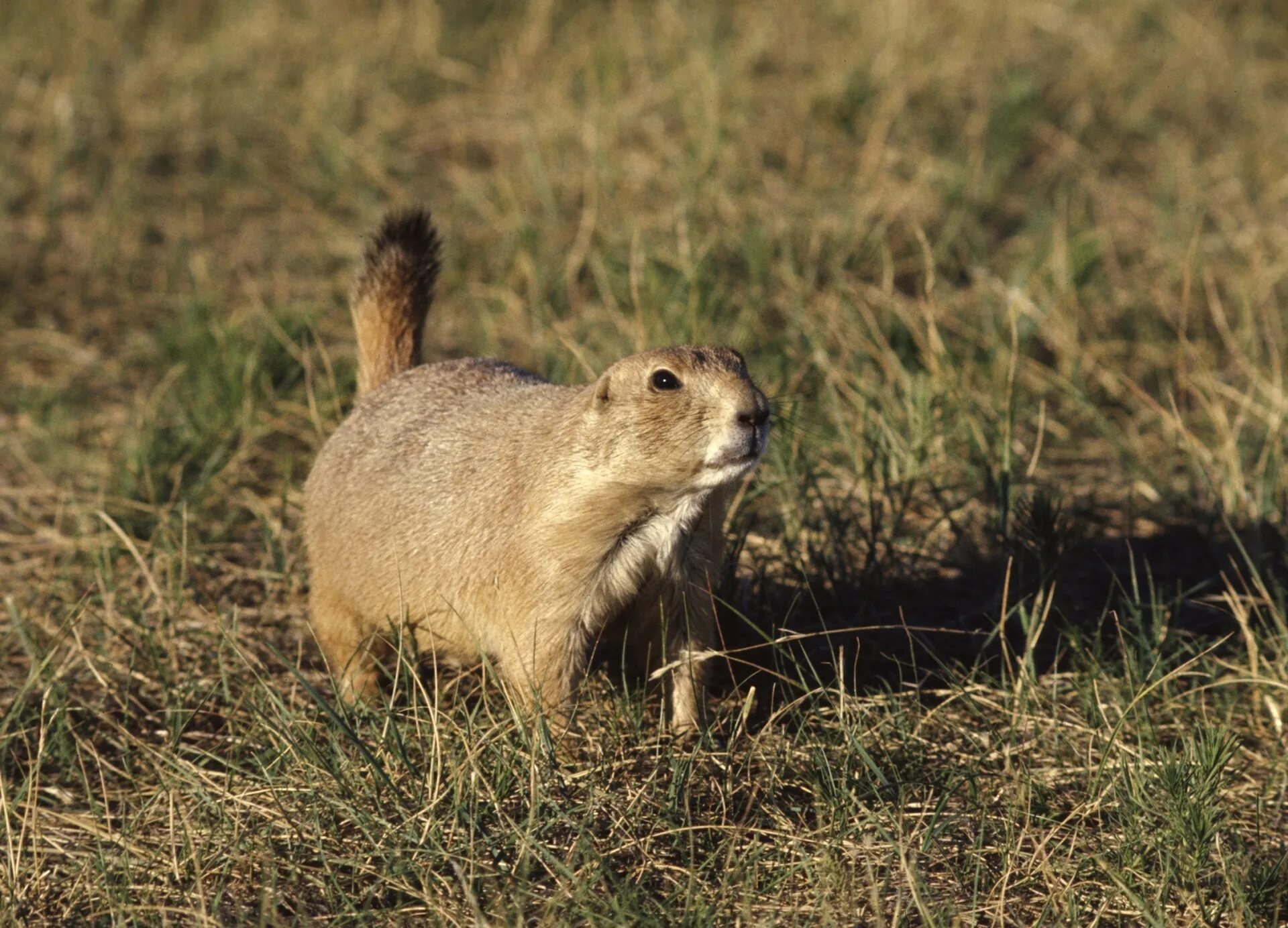 Суслик летом. Европейский суслик (Spermophilus citellus). Луговые собачки Северной Америки. Суслики сурки тушканчики. Луговые собачки в степи и лесостепи Северной Америке.