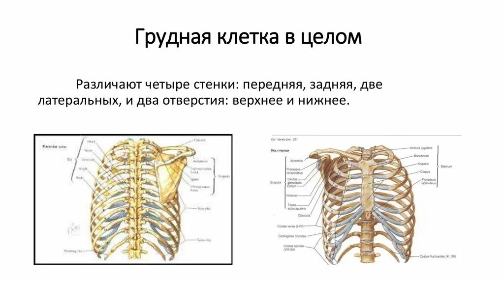 Грудина строение и функции. Строение грудной клетки таблица. Строение и функции грудной клетки человека. Строение стенки грудной клетки. Грудное отверстие