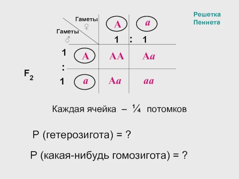 Образуется два типа гамет у гетерозигот. Решетка пеннета 3 закон. решётка пеннета для дигибридного. 1 закон менделя решетка пеннета. решетка пеннета для гетерозигот.