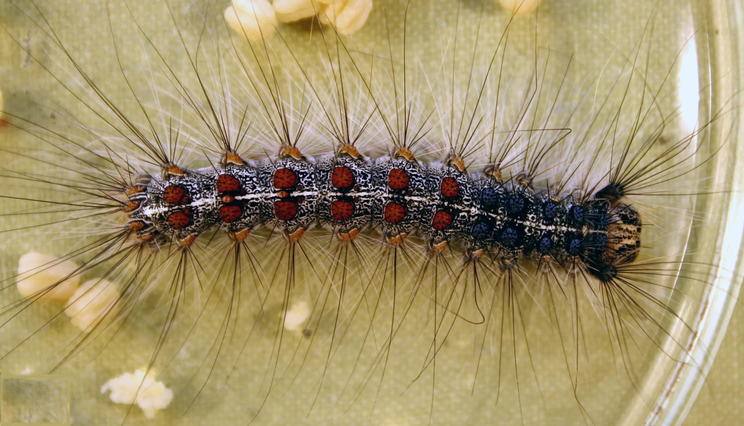гусеница непарного. не парныы шалкопрят гусеница. тутовый шелкопряд гусеница. непарный шелкопряд гусеница. непарный шелкопряд гусеница.