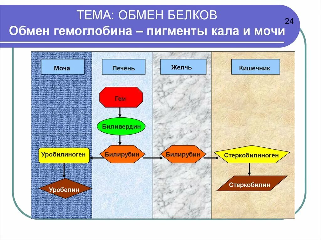 Органы белкового обмена. Схема этапов обмена белков. Обмен белков схема 8 класс. Схема обмена белка в организме. Обмен белков в организме человека схема.