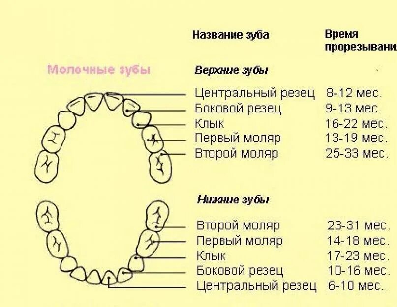 Сколько жевательных зубов у детей