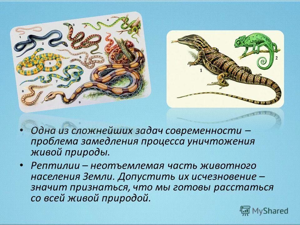 Книга рекордов природы рептилий