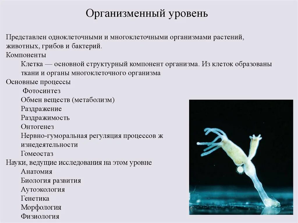 Организменный уровень контрольная работа 9 класс биология. Организменный уровень жизни. Организменный уровень компоненты и основные процессы. Организменный уровень организации. Закономерности жизни на организменном уровне.