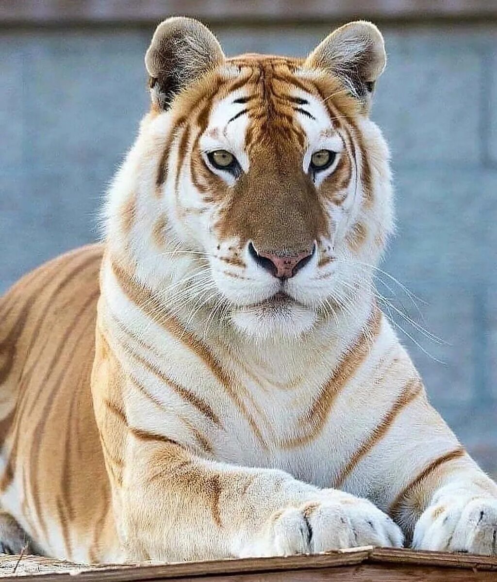 Золотой бенгальский тигр. Золотой тигр альбинос. Золотой Амурский тигр. Голден Тайгер тигр.