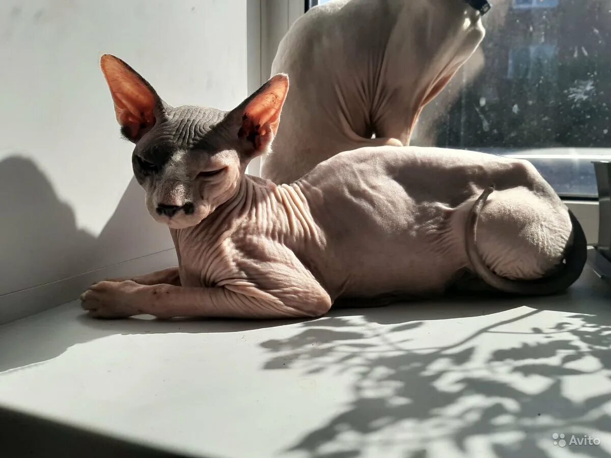 Котенок сфинкс волосатый. Сфинкс волосатик. Лохматый котенок сфинкса. Донской сфинкс котята. Кот сфинкс волосатый.