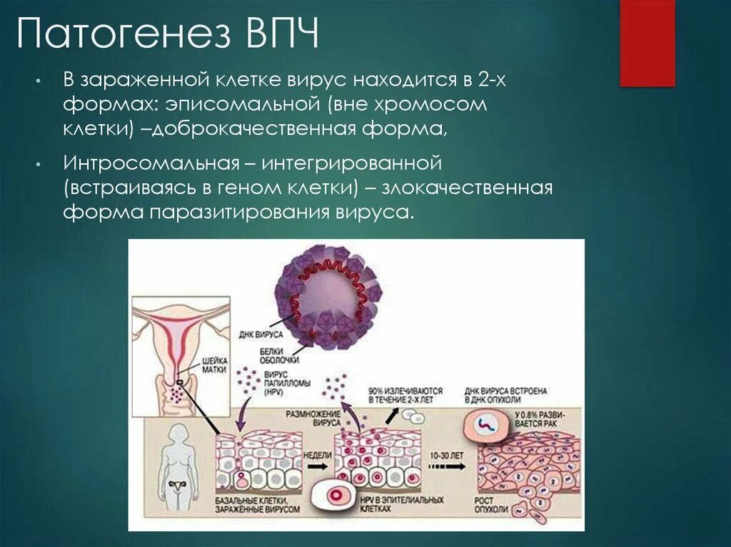 Папиломы вирус передается от человека к человеку. Патогенез папилломавирусной инфекции. Заболевания вызванные ВПЧ.